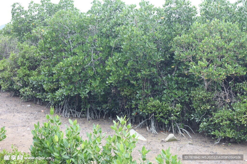茂密红树林景观