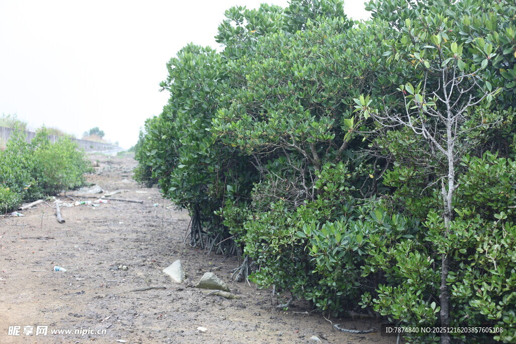 荒地上的茂密绿色灌木丛