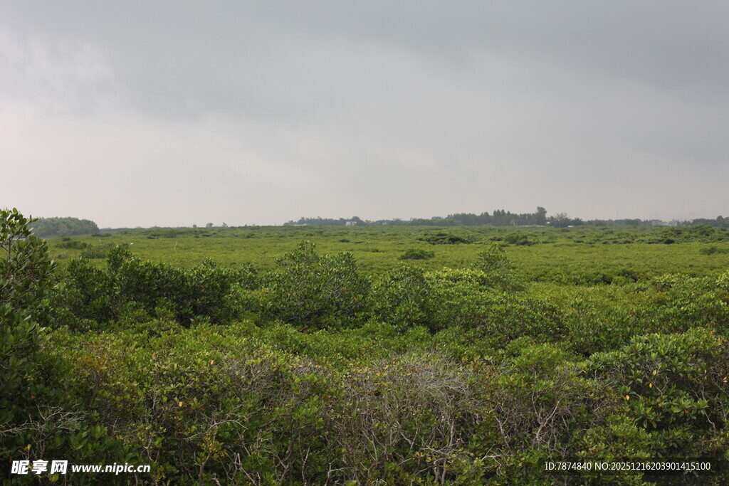 广袤绿色植被覆盖的原野