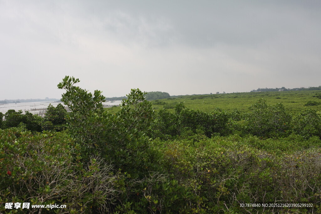 绿意盎然的野外植被景观