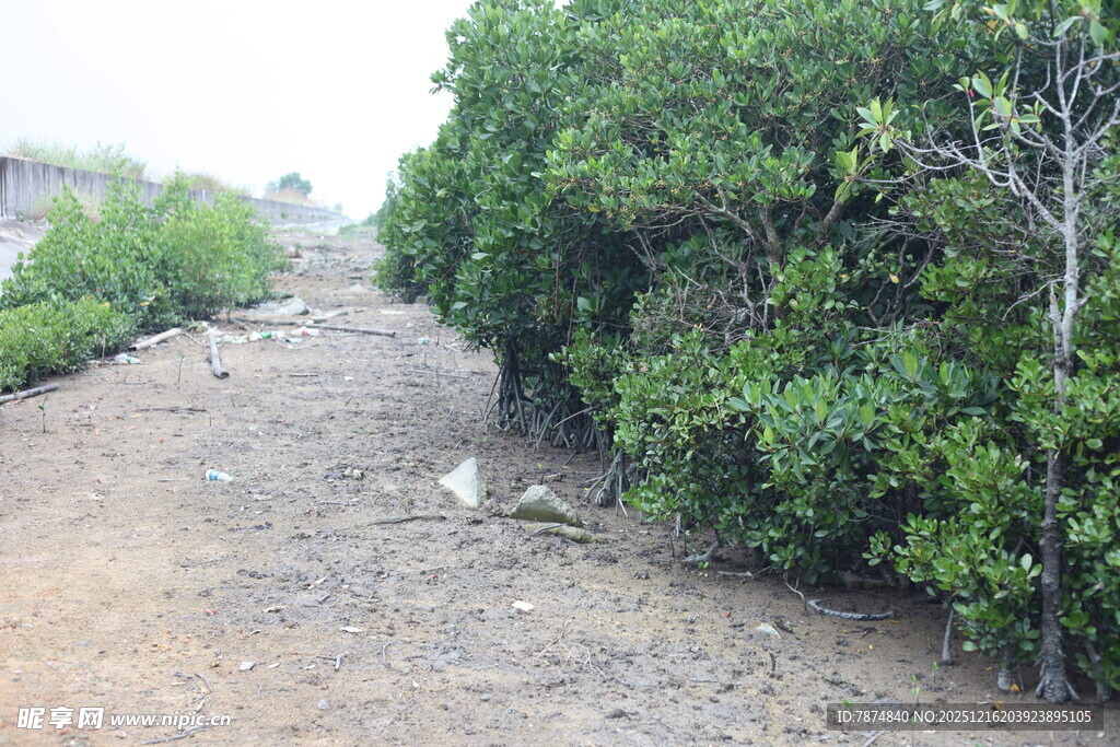 泥泞小道旁的葱郁绿植