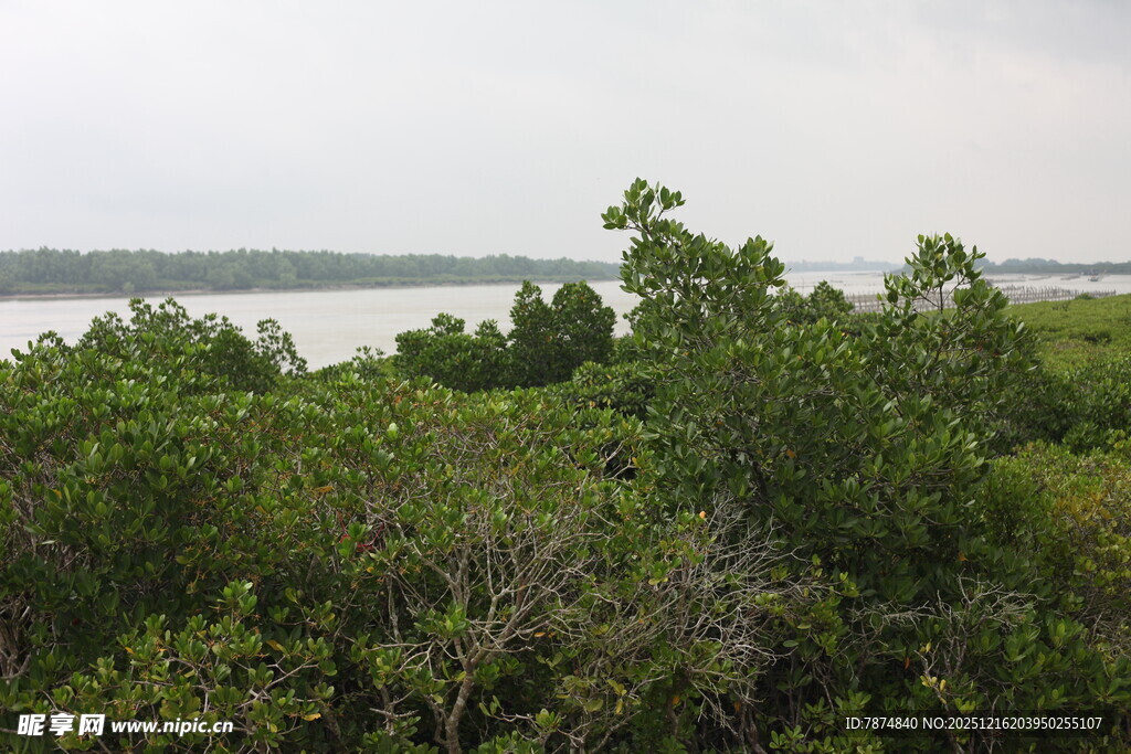 河畔繁茂绿植景观