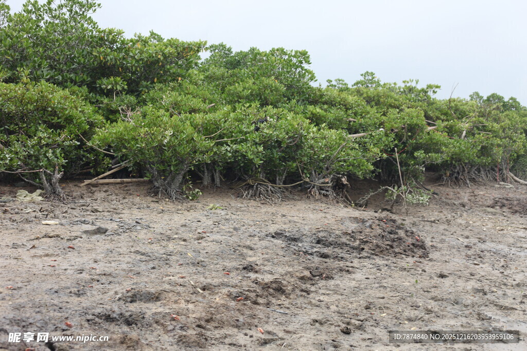 红树林湿地景观