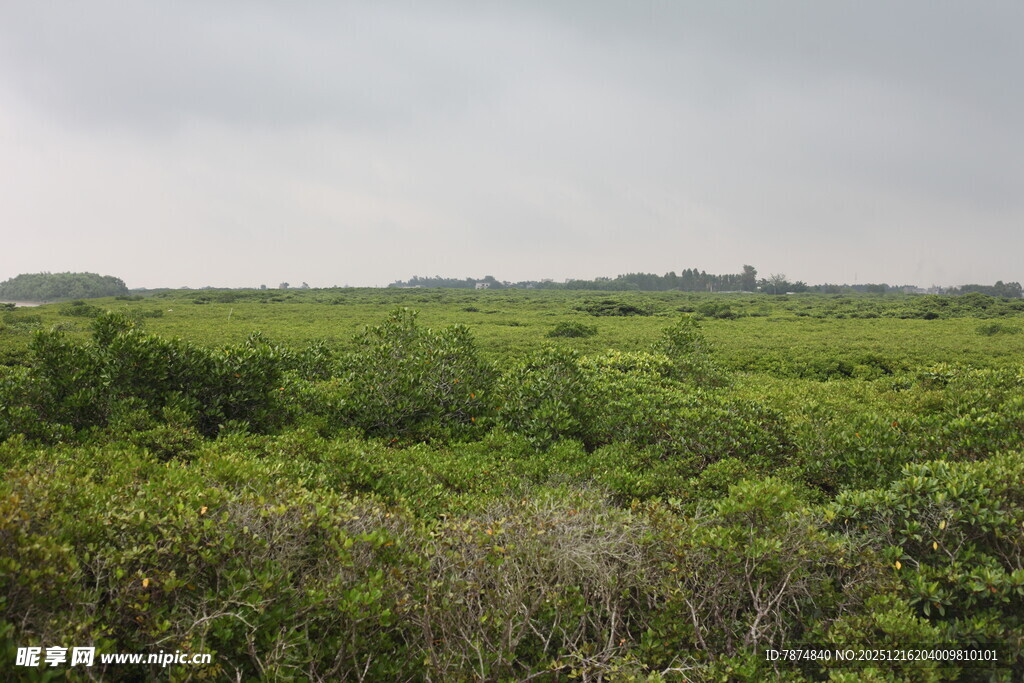 绿意盎然的开阔原野