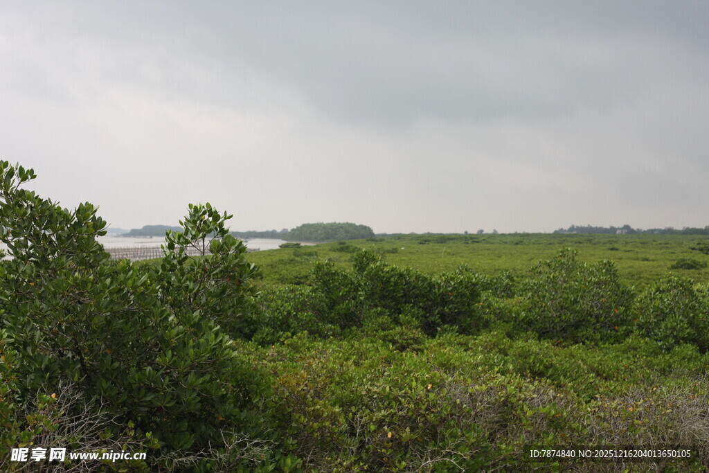 绿意盎然的野外植被景观