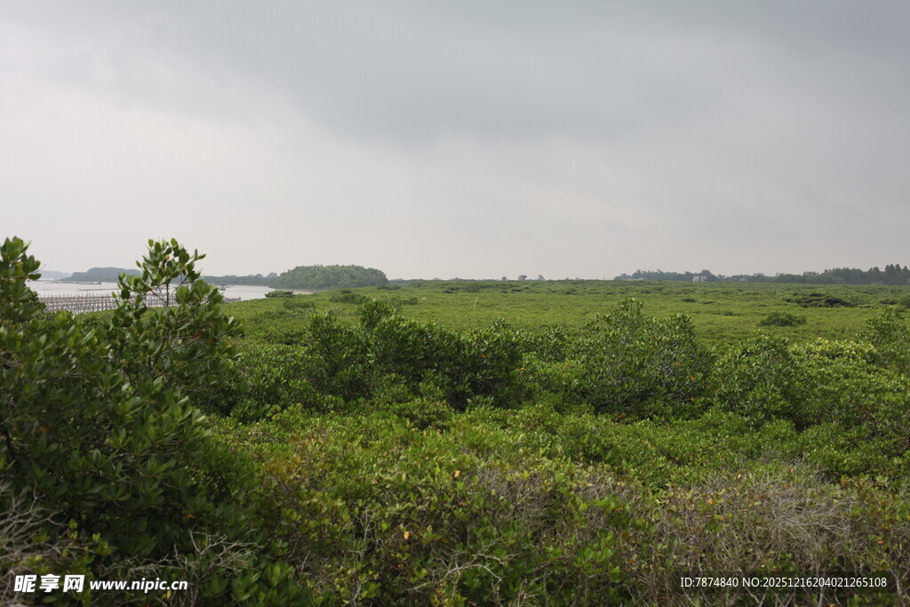 绿意盎然的湿地景观