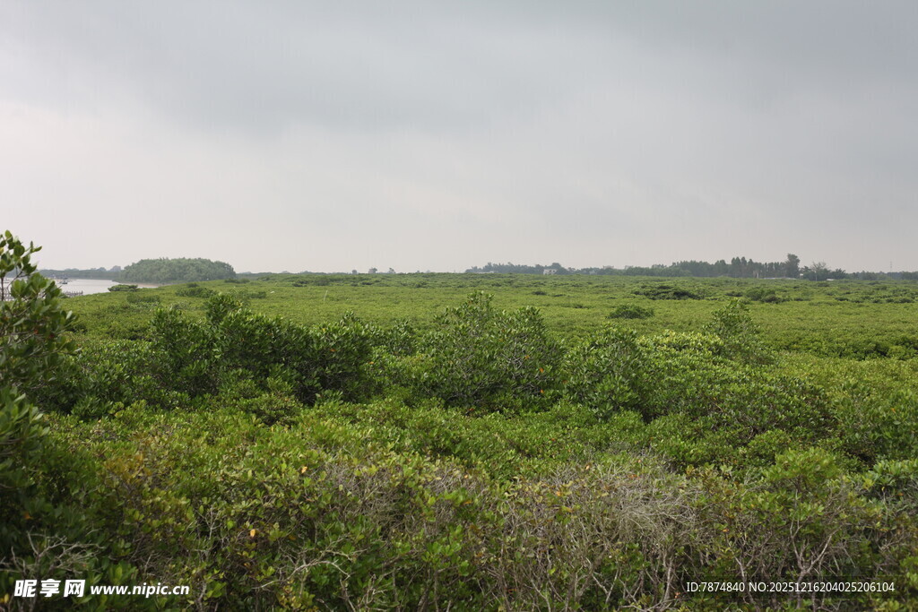 绿意盎然的野外植被景观