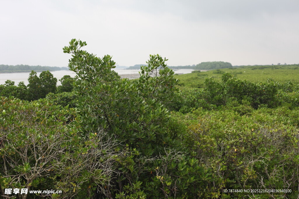 绿意盎然的野外植被景观