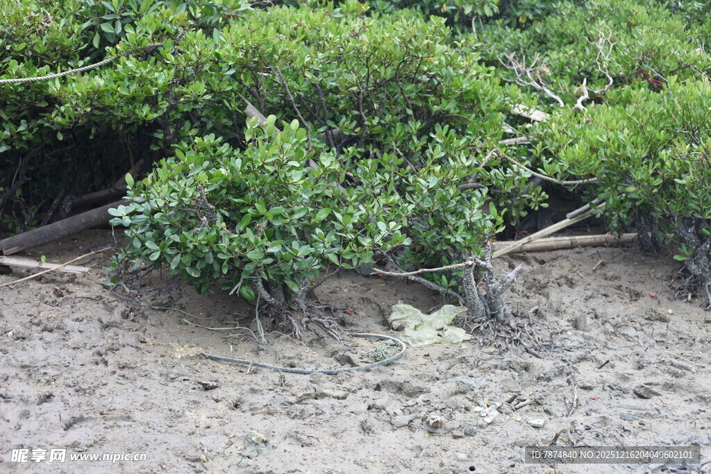 海岸边的繁茂绿色灌木丛