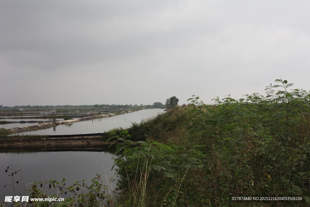 河畔绿植与远处建筑景观