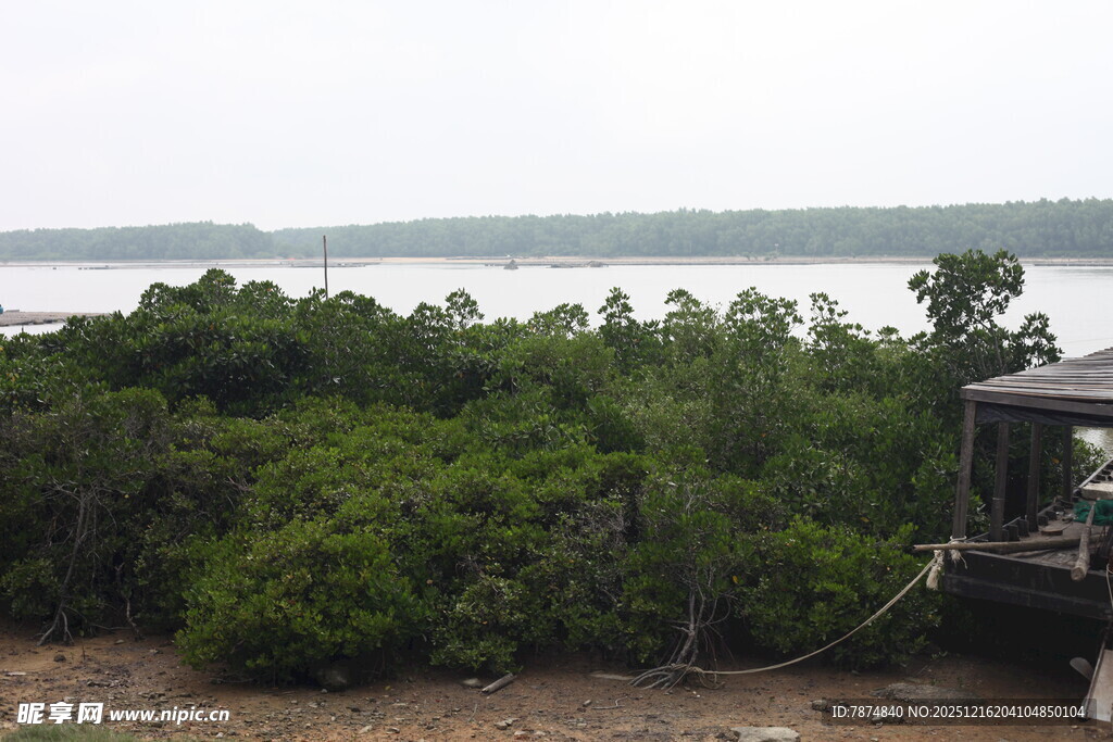 海岸红树林景观