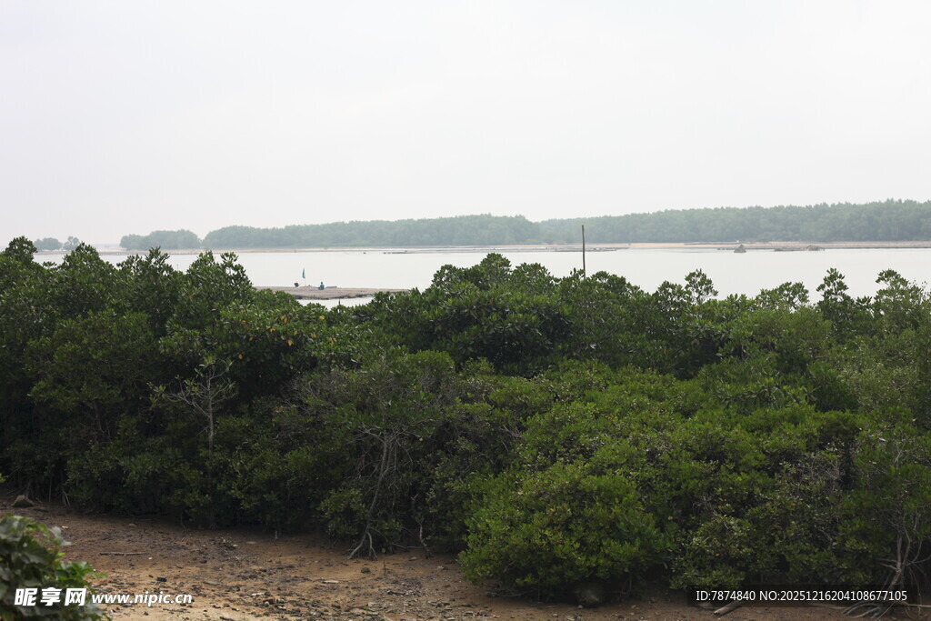 海岸边的茂密树林景观