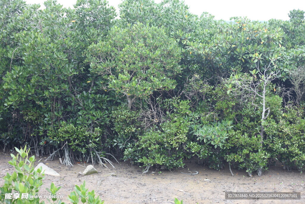 茂密红树林景观