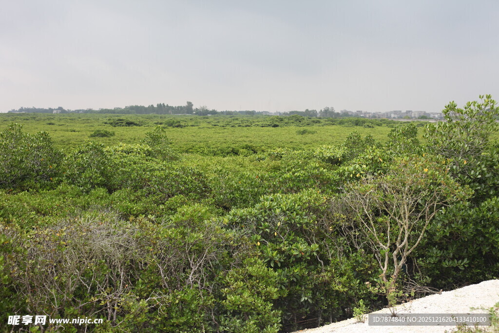 广袤葱郁的湿地植被景观