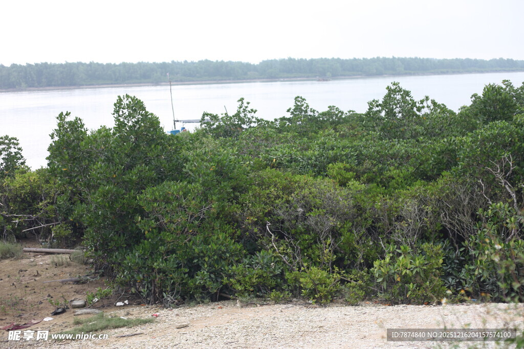 河岸茂密绿植景观