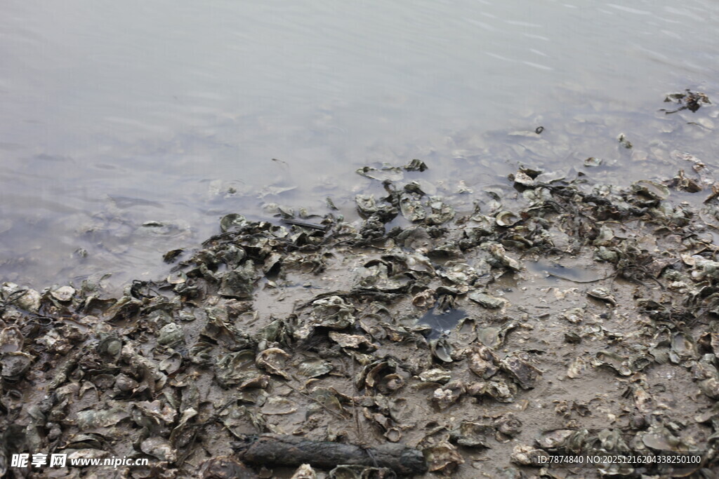 海滩上的密集贝类与沙石