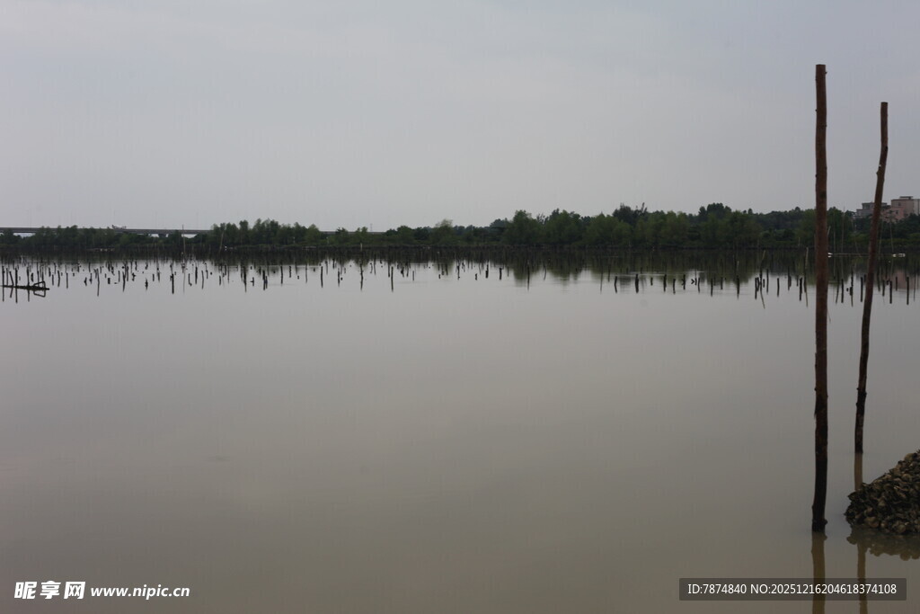 平静湖面与岸边树木景象