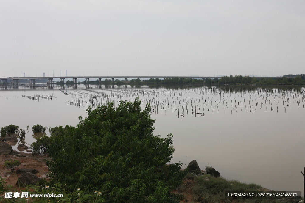 河畔风景绿树与宽阔水域