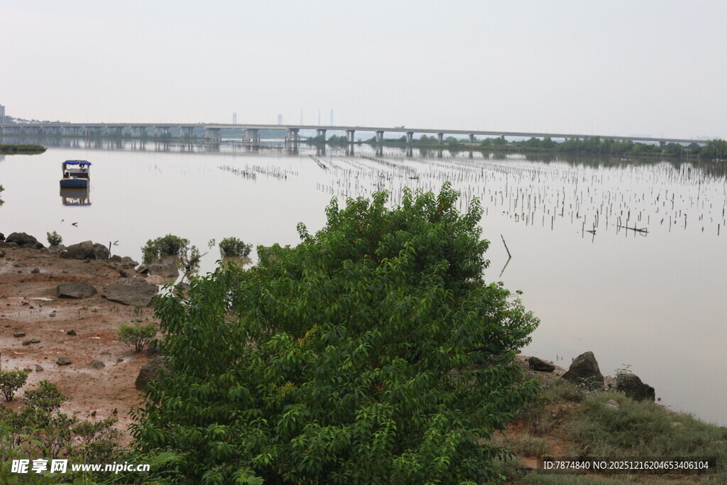 河畔绿植与远处桥梁景观