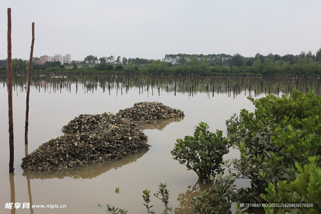 湿地风光中的泥滩与绿植