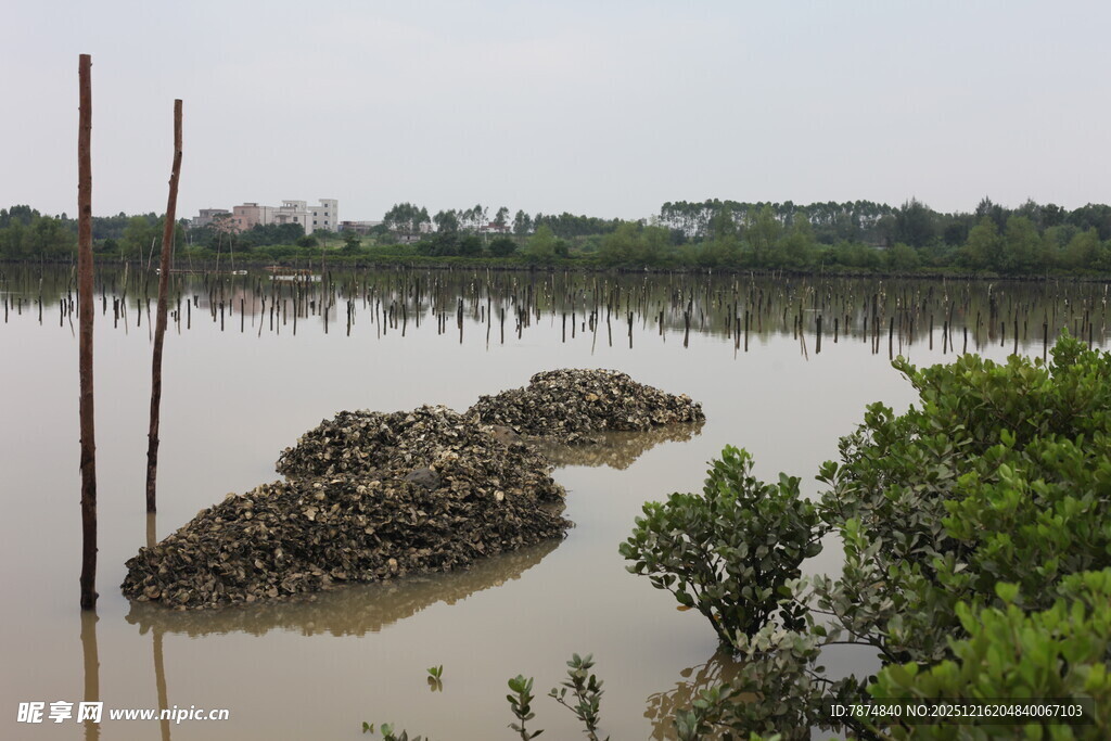湿地景观中的泥滩与绿植