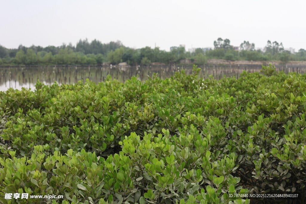 茂密红树林景观