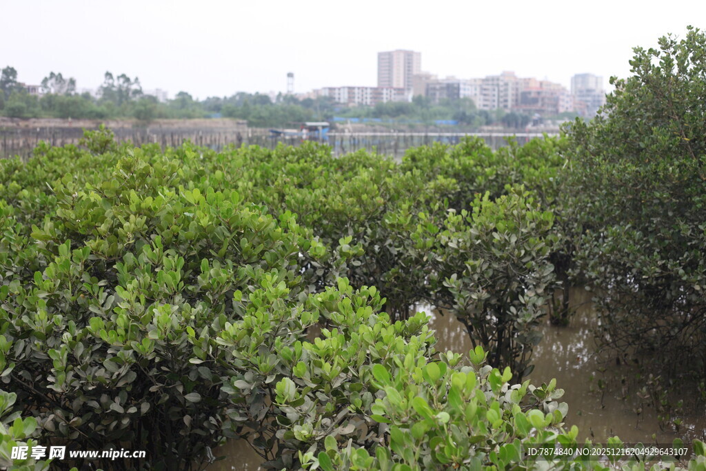 茂密红树林景观