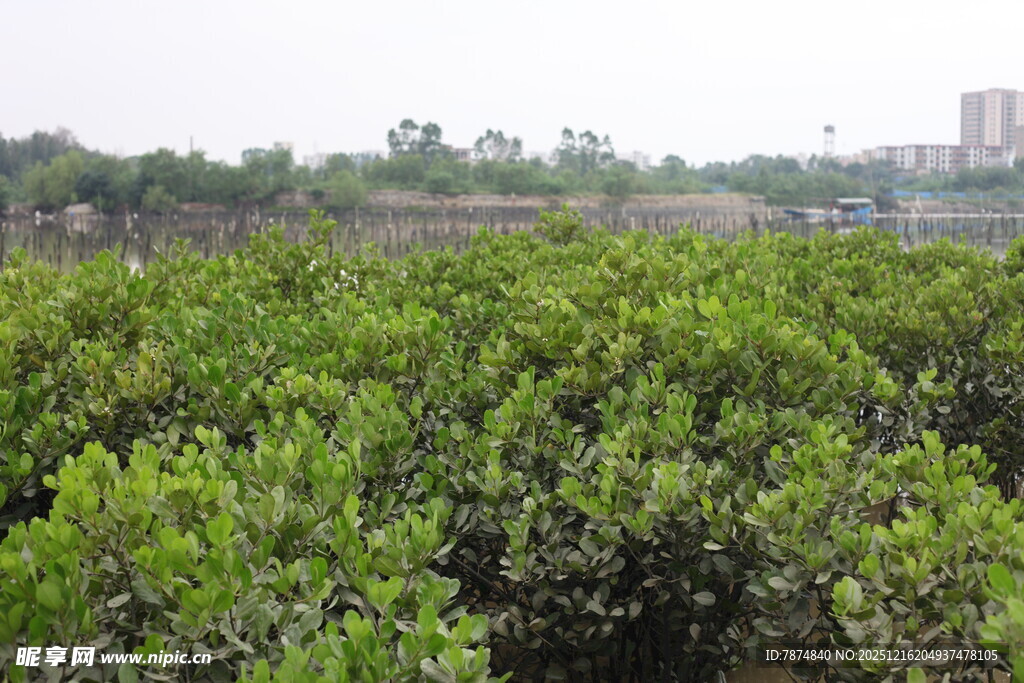 茂密红树林景观