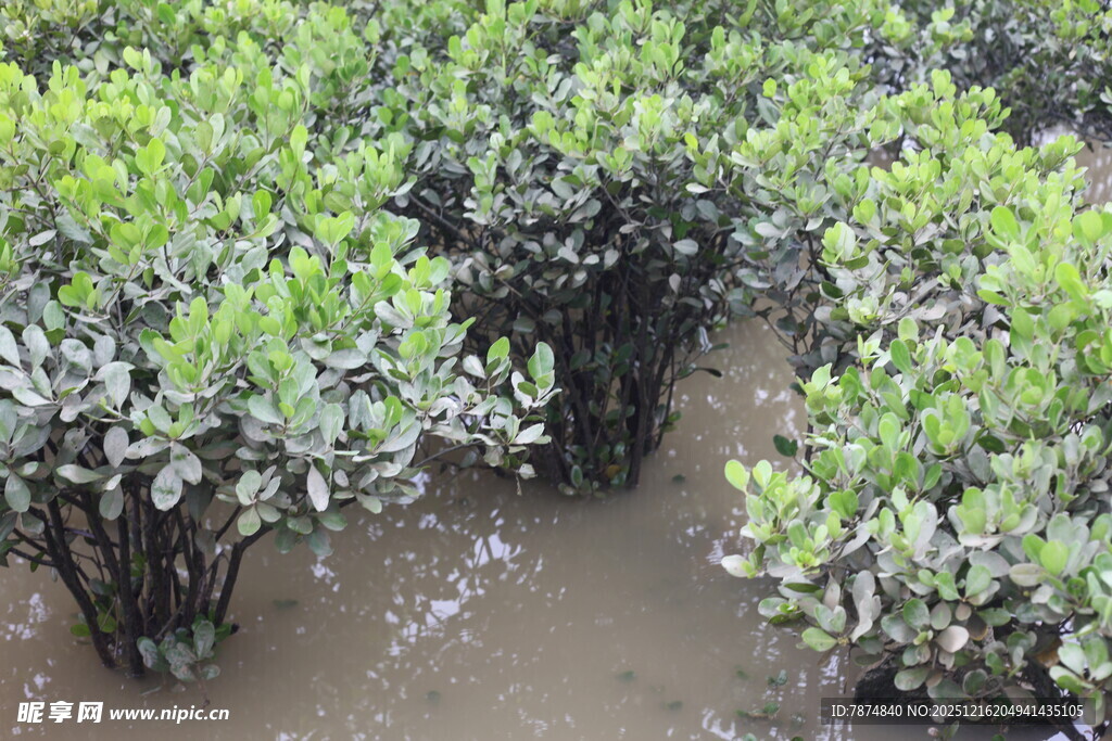 茂密红树林湿地景观