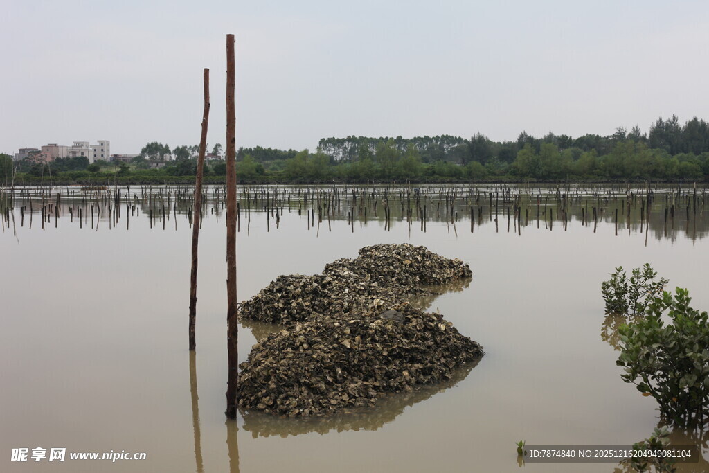 水域中的礁石与植被景观
