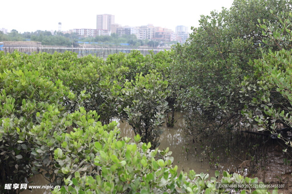繁茂红树林景观