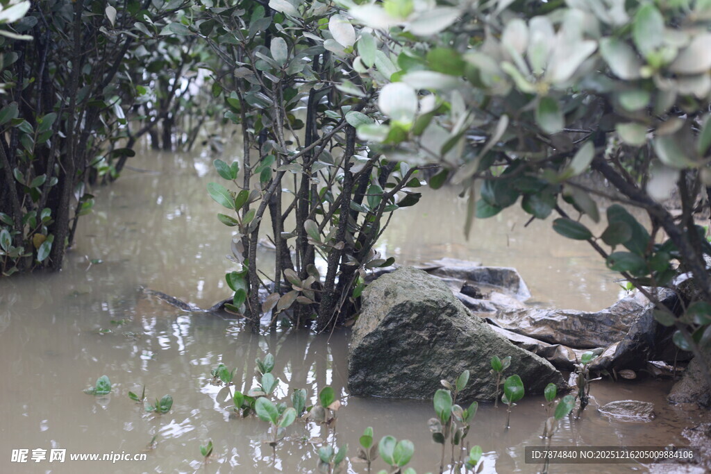 洪水淹没中的绿植