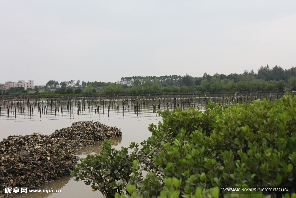 湿地风光绿意盎然的河岸