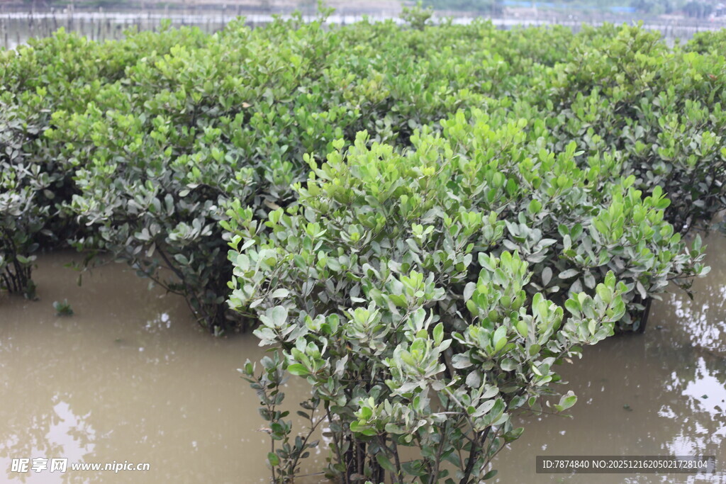 茂密红树林湿地景观