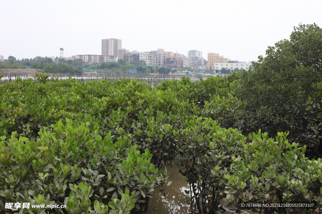 茂密红树林与远处城市景观