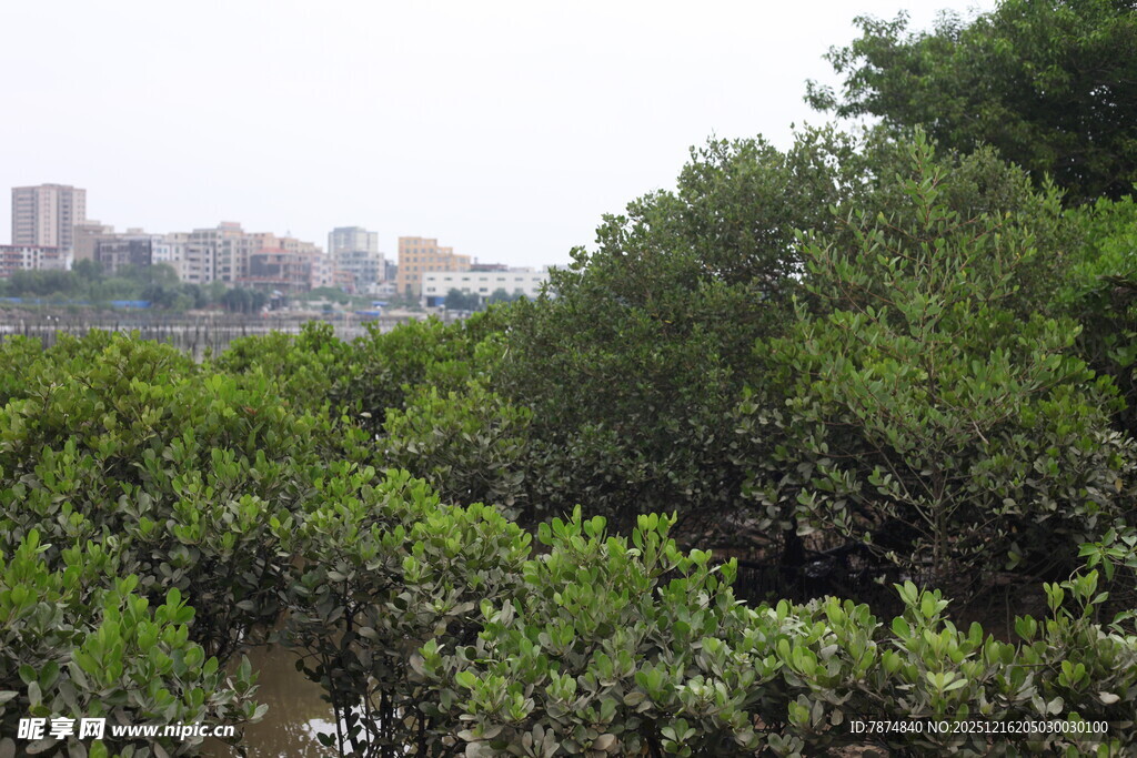海岸边的茂密绿色植被