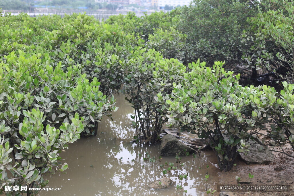 茂密红树林湿地景观