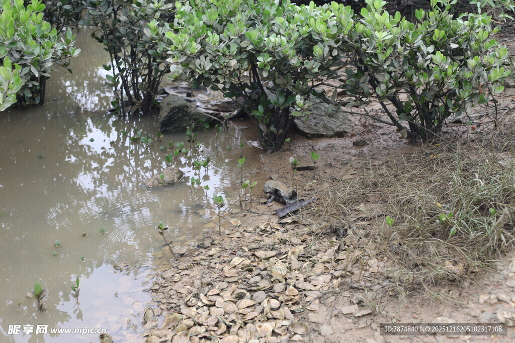 湿地中的绿植与泥泞景象