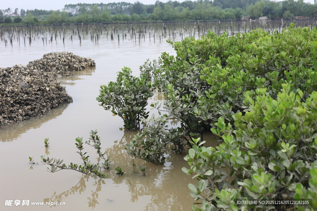 湿地红树林景观