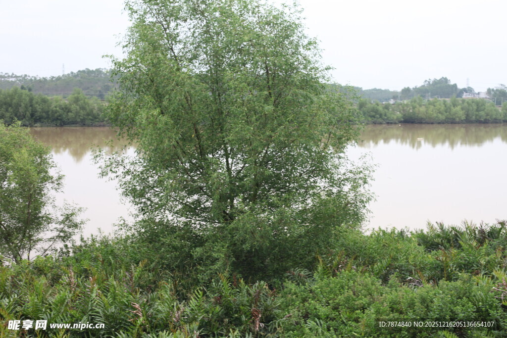 湖畔绿树成荫的自然景致