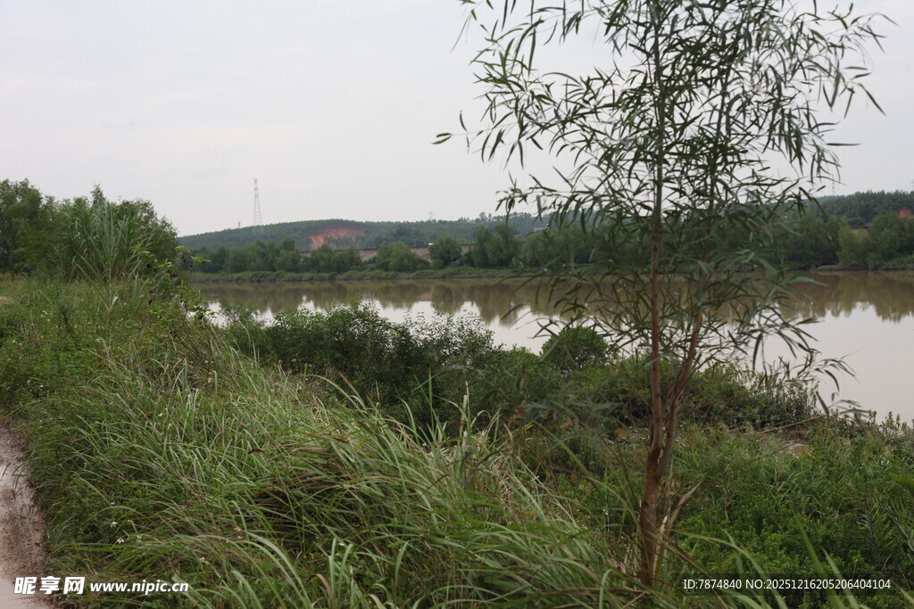 河畔绿植风景