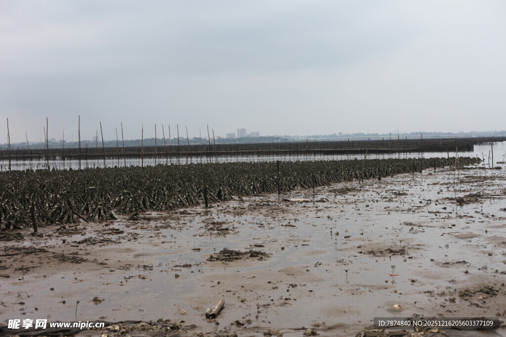 滩涂养殖场景
