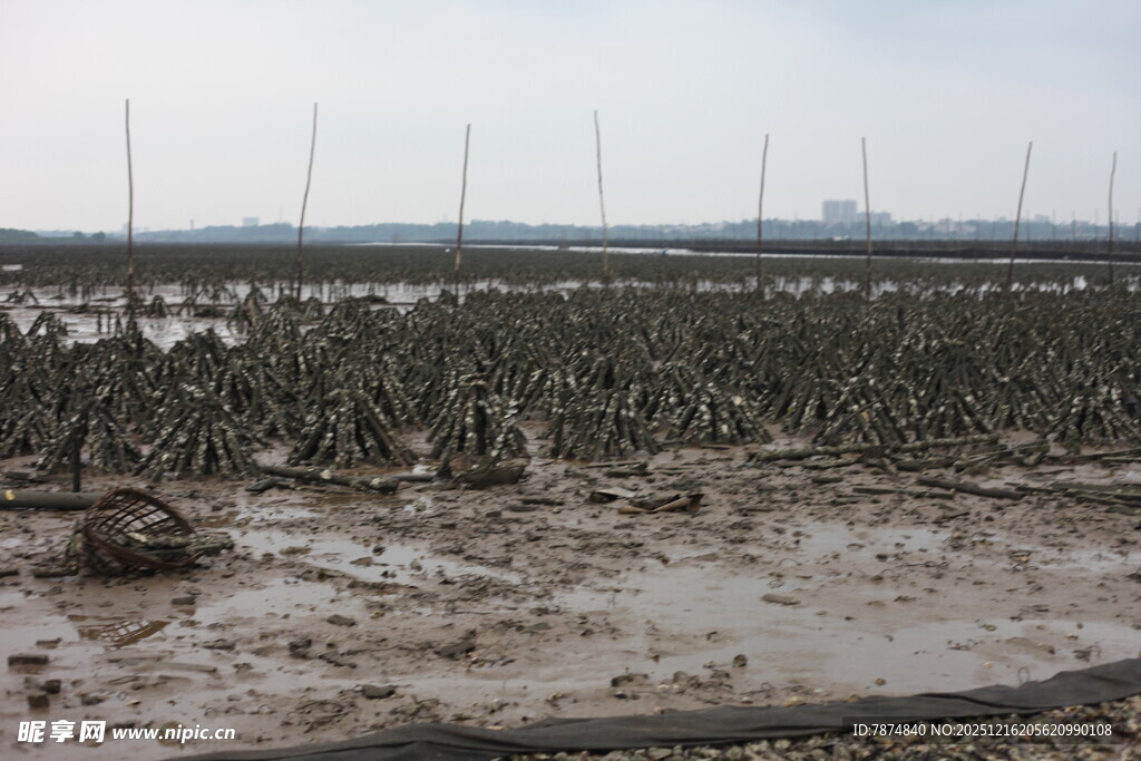 滩涂红树林景观