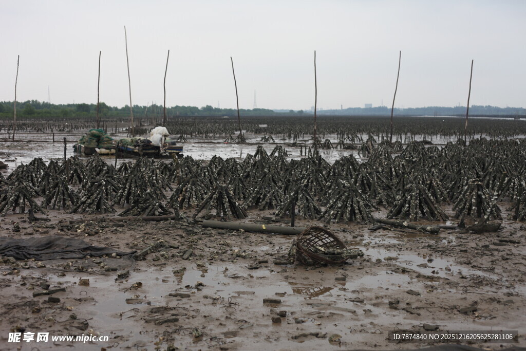 生蚝养殖