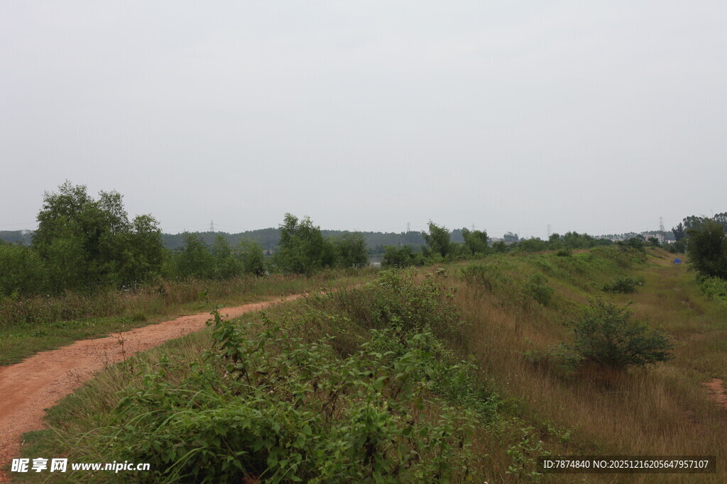 乡间土路旁的绿意风景