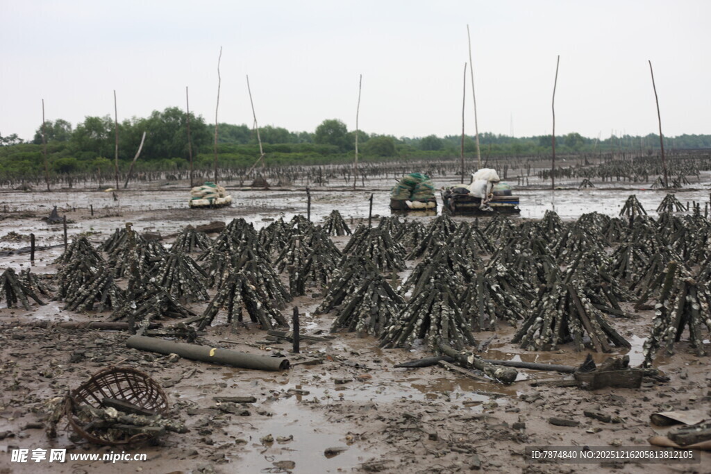 生蚝养殖