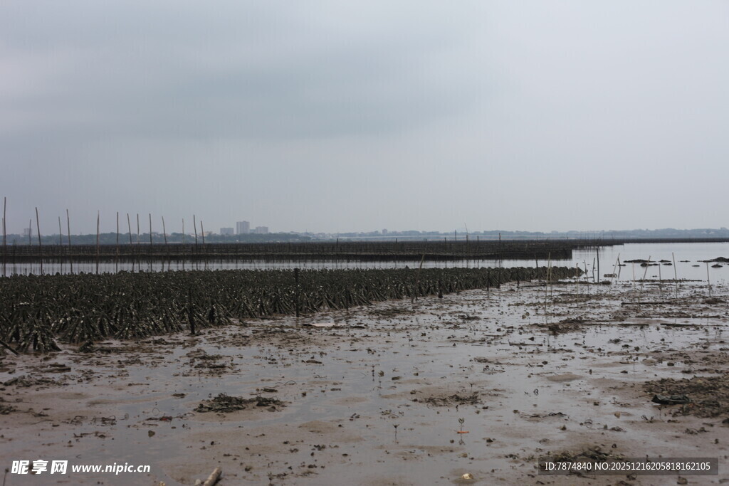 泥泞滩涂景象