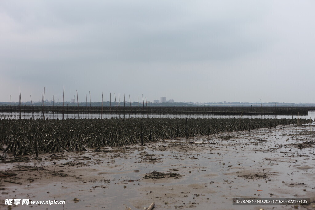滩涂养殖场景