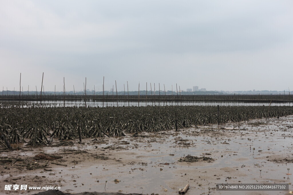 滩涂景象