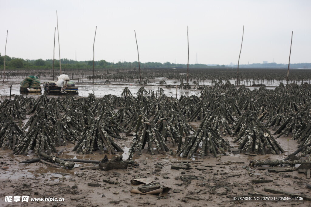 泥泞滩涂中的繁茂红树林